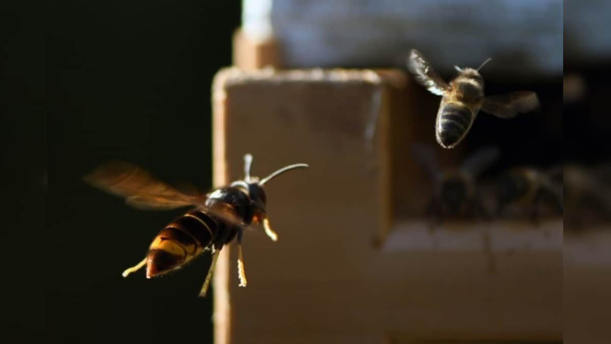 Not Honey Bees Use Chicken Poop, Human Urine to Repel Giant