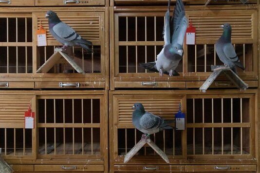 Racing pigeons sit in the loft of breeder Zhao Zhiqiang in Taiyuan, Shanxi province, China.

REUTERS/Thomas Peter