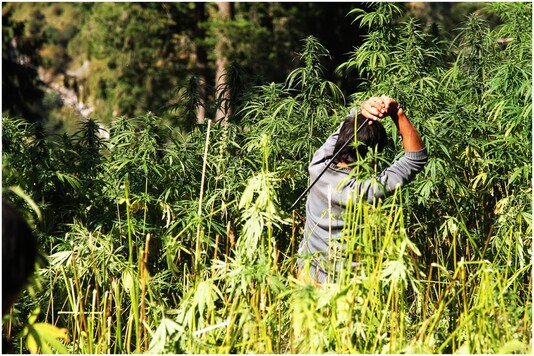 A government employee destroying fully grown marijuana plants in Malana, Himachal Pradesh | Image credit: Associated Press (File Photo)