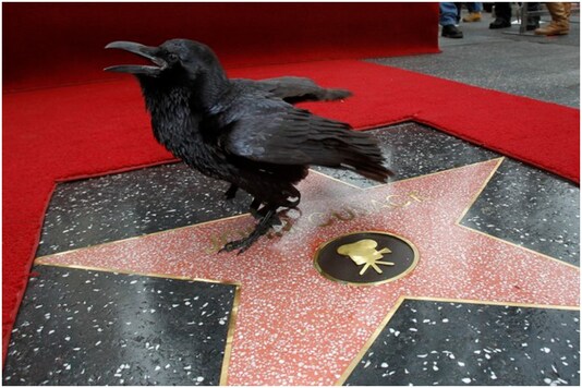 Ravens are smarter than you thought | Image credit: Reuters