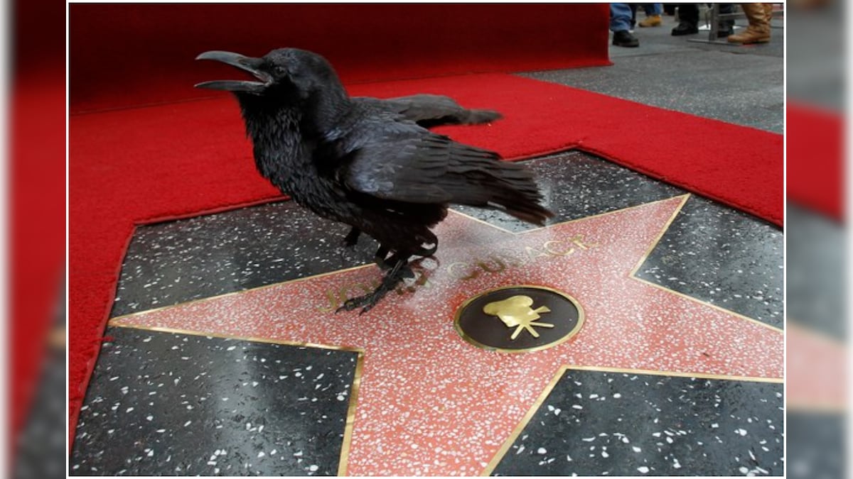 Baby Ravens are Apparently as Smart as Adult Apes. They are Also Good with Numbers