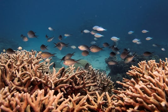 A school of fish swim above a staghorn coral colony as it grows on the Great Barrier Reef off the coast of Cairns, Australia.
REUTERS/Lucas Jackson/Files A school of fish swim above a staghorn coral colony as it grows on the Great Barrier Reef off the coast of Cairns, Australia.
REUTERS/Lucas Jackson/Files
