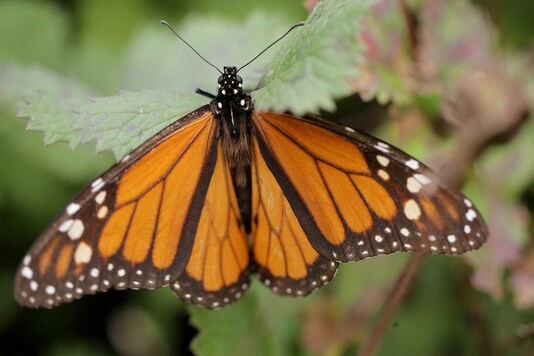 FILE PHOTO: A monarch butterfly is seen at El Rosario sanctuary for monarch butterflies in the western state of Michoacan, near Ocampo, Mexico February 3, 2020. REUTERS/Alan Ortega