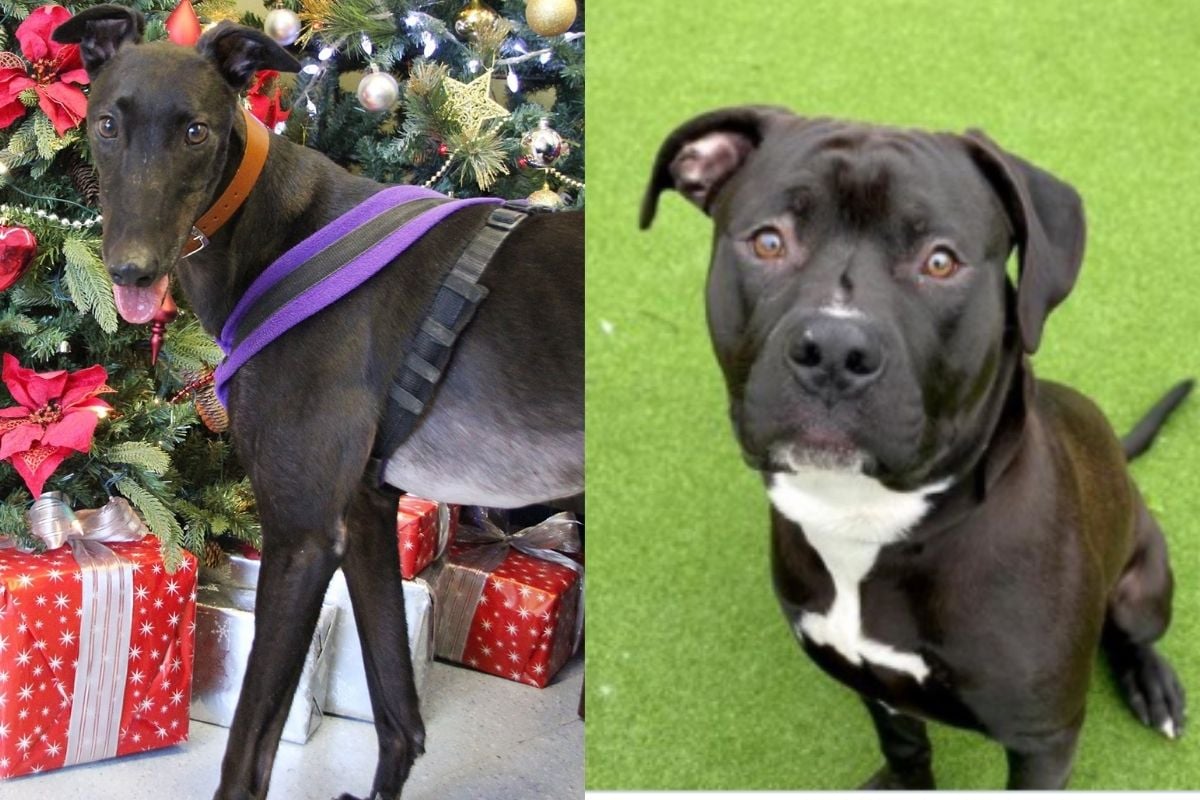 'Paw-fect Match': Animal Shelters Across UK Write Letters to Santa to Find Forever Home for Pooches - Vimarsana News