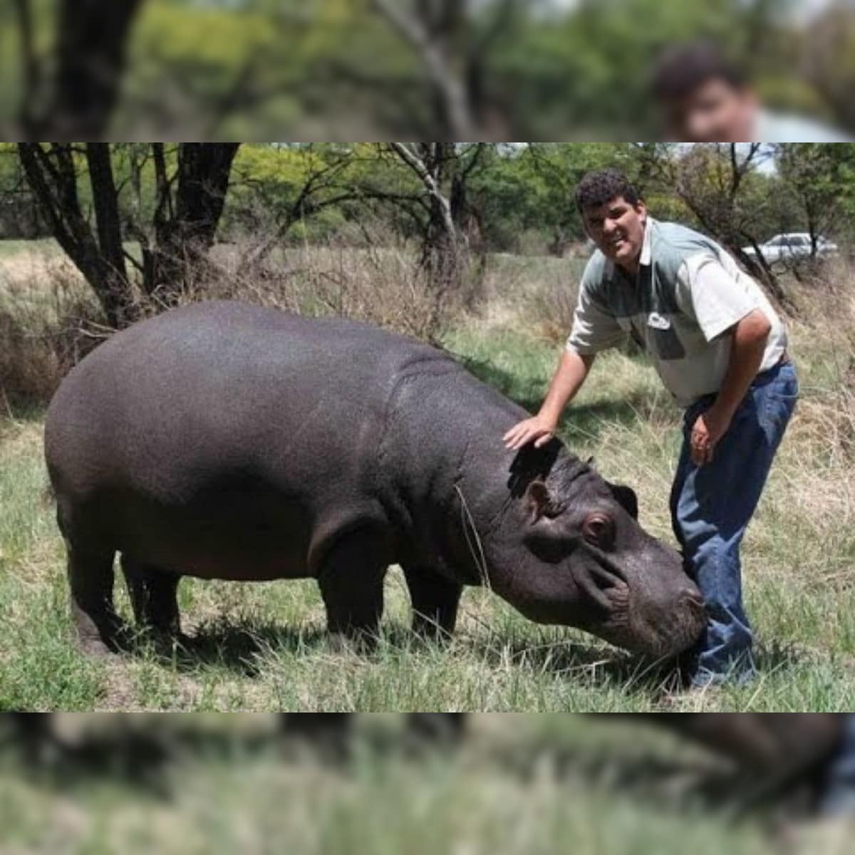 Man Mauled to Death in South Africa by Pet Hippo He Had Once Described as  His 'Son'