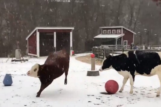 Watch: Cows Frolicking in Snow is How the Internet Wants to Enjoy Winter