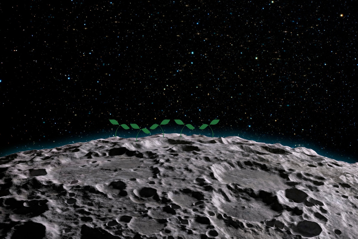 Can China Plant Vegetables on the Moon? Here's What the Lunar Soil Samples Reveal - News18
