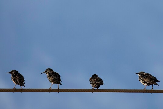 Starlings perch on a power line. (Image for representation/REUTERS)