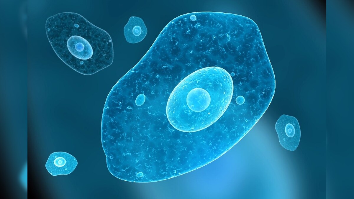 Brain-eating Amoeba Now Spreading Rapidly in US, All You Need to Know About Deadly Disease