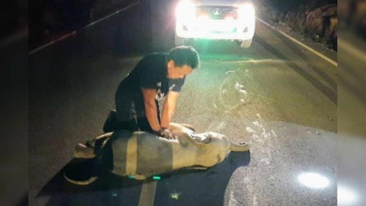 Baby Elephant Hit by Motorcycle in Thailand Survives After Receiving CPR, Video Goes Viral