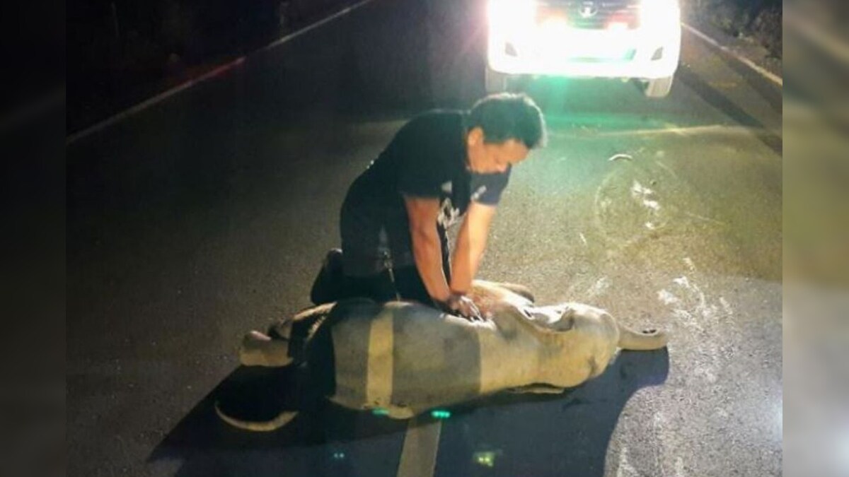 Thai Animal Rescuer Worker Saves Baby Elephant with CPR on Street