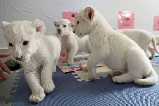 The rare, white lion quadruplets born in China zoo.
(Credit: Twitter)