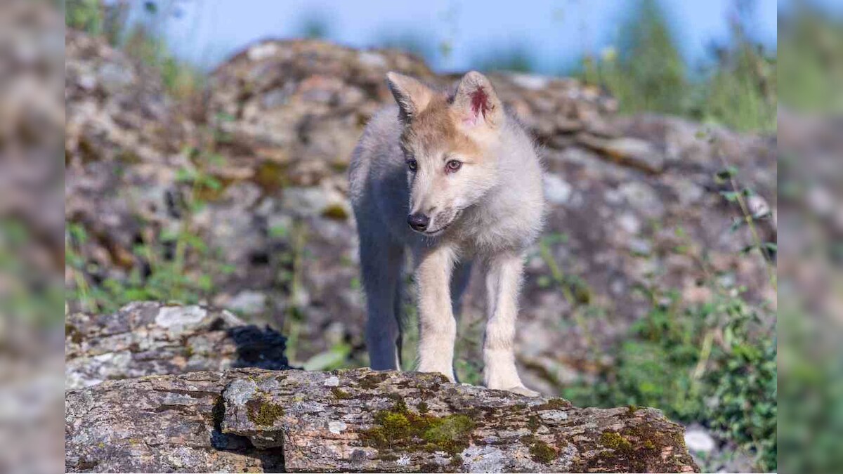 Scientists Find Almost Intact Carcass of Wolf Puppy Which Died Over 57,000 Years Ago