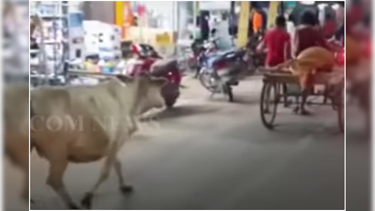 Watch: Cow Rushes after Cart Carrying its Injured Calf, Viral Video Breaking Hearts on Internet