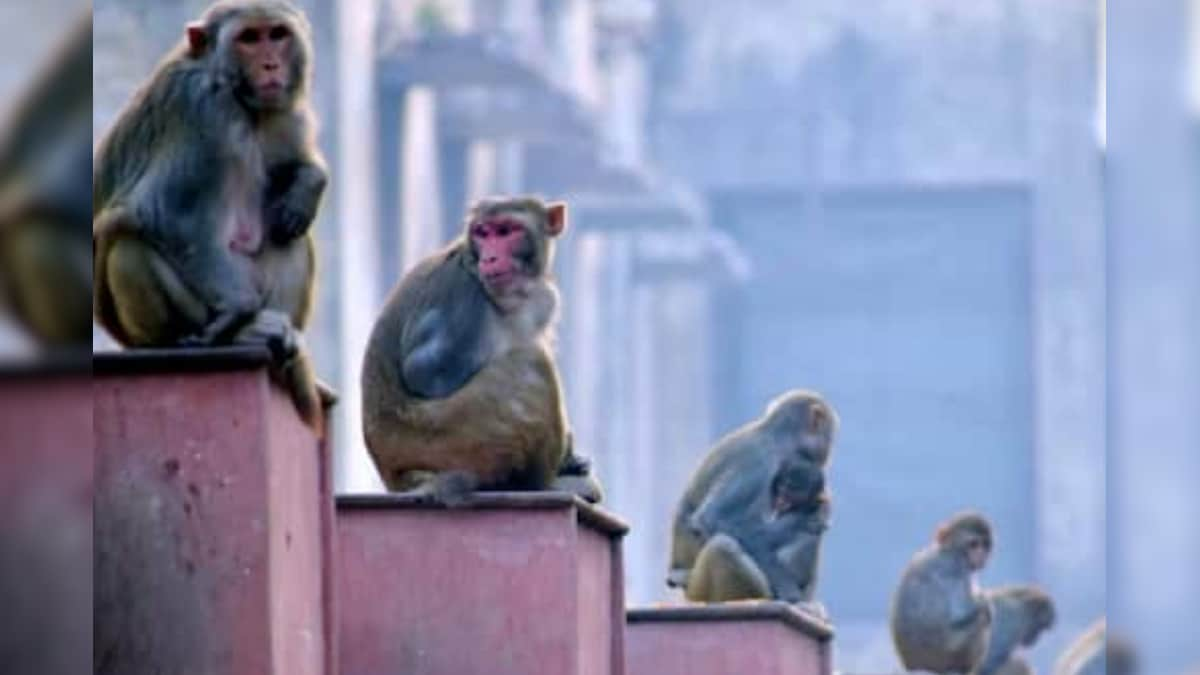 Mass-euthanisation of 27 Monkeys in a Day at NASA Research Centre Has Left Activists Livid