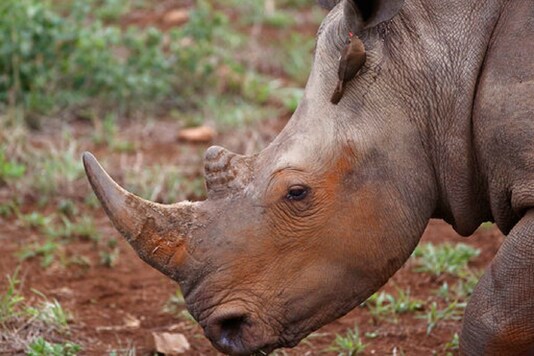 The person made it back alive and well before the four giant Rhinos in the background barely noticed him. (Image for representation)