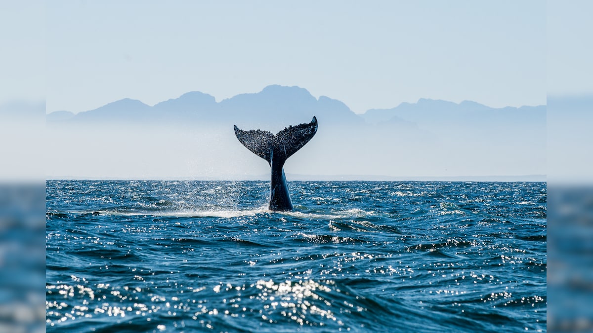 Scientists Discover New Whale Species With Unique Sound in