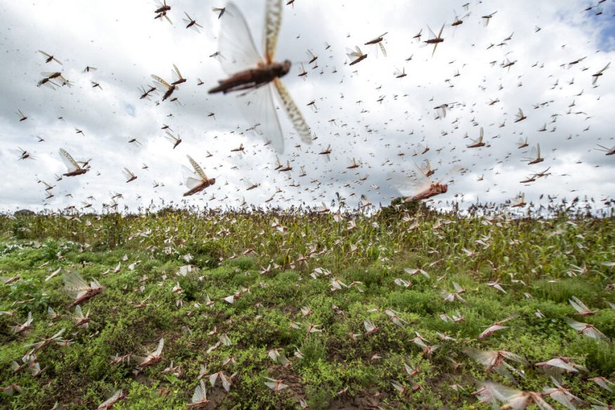  Swarms of desert locusts fly into the air from crops in Katitika village in Kenya's Kitui county. In the worst outbreak in a quarter-century, hundreds of millions of the insects swarmed into Kenya from Somalia and Ethiopia, destroying farmland and threatening an already vulnerable region. (Image: AP)