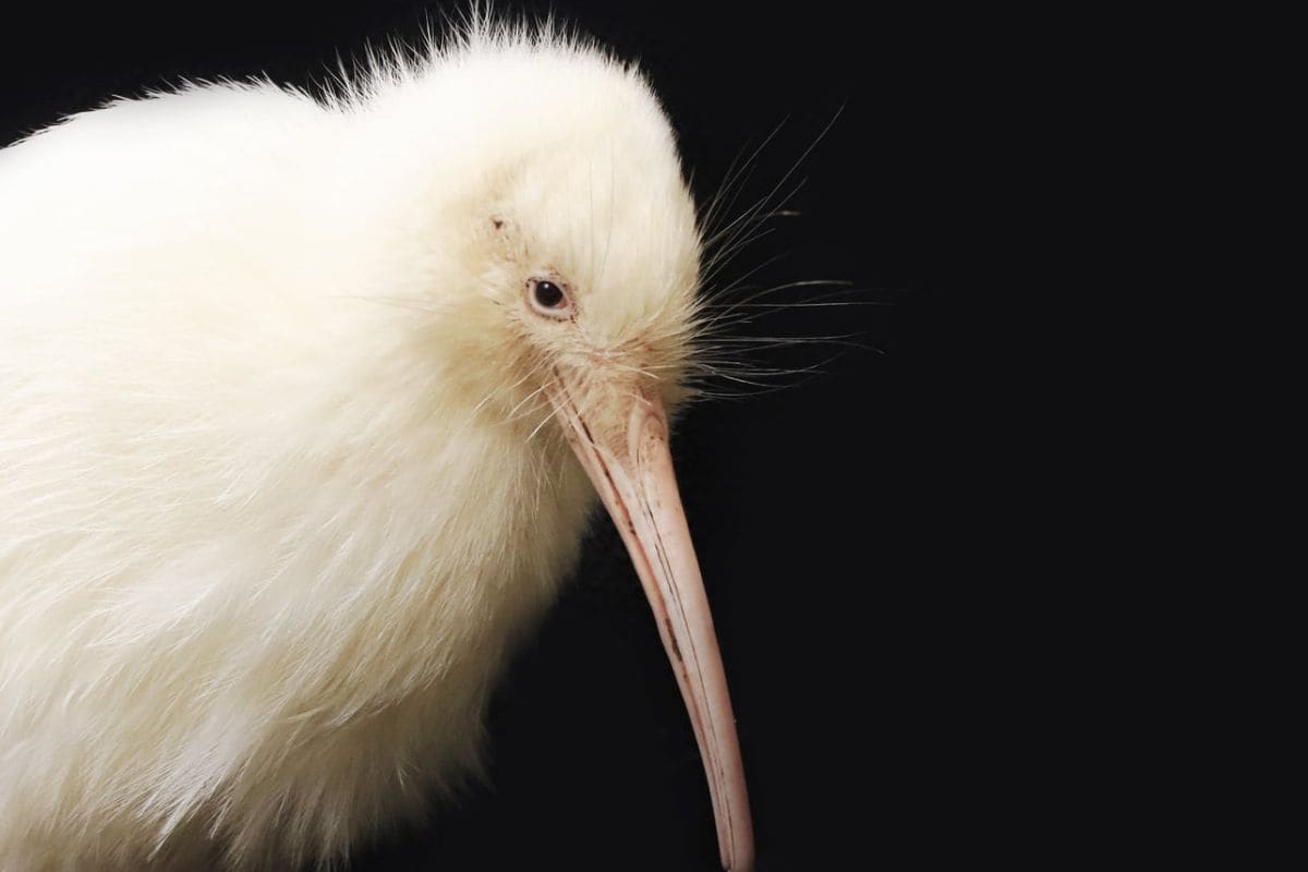 World's First Rare White Kiwi Manukura Dies Post Surgery in New Zealand - Vimarsana News
