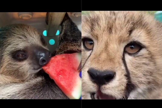 The adorable moments were compiled by the zoo workers who work behind-the-scenes. (Credit: Instagram/ Smithsonian's National Zoo)