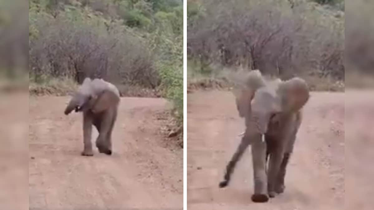 Watch: Baby Elephant Dancing His Way Over Dirt Track Has a Life Lesson for All