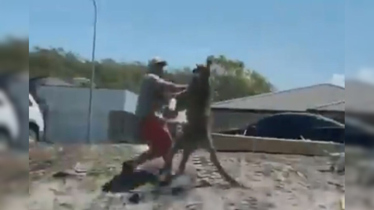 Watch Australian Man Gets Punched by Kangaroo While Trying to Shoo it Away