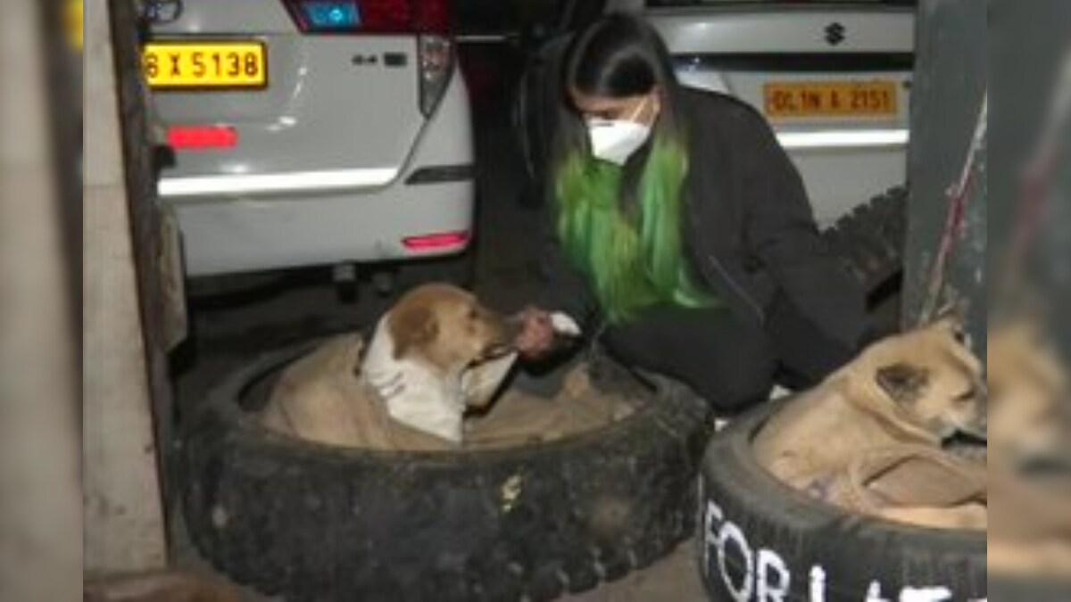 Delhi Veterinary Student Helps Stray Dogs Tackle Winter Chill with Beds Made from Tyres