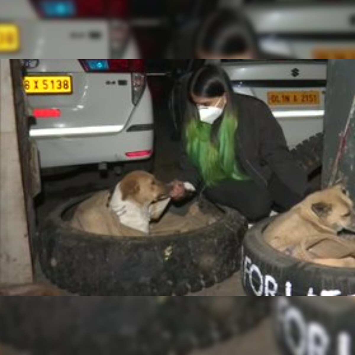 Delhi Veterinary Student Helps Stray Dogs Tackle Winter Chill with Beds  Made from Tyres