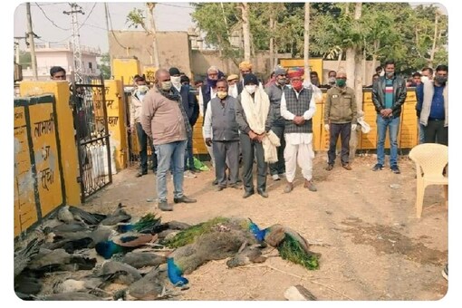 After 100 crows, peacocks other birds found dead in Nagaur. (Image: IANS)