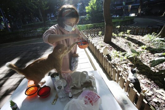 A 'Midnight Cafeteria' in Taiwan's Capital is Helping to Feed Stray Cats