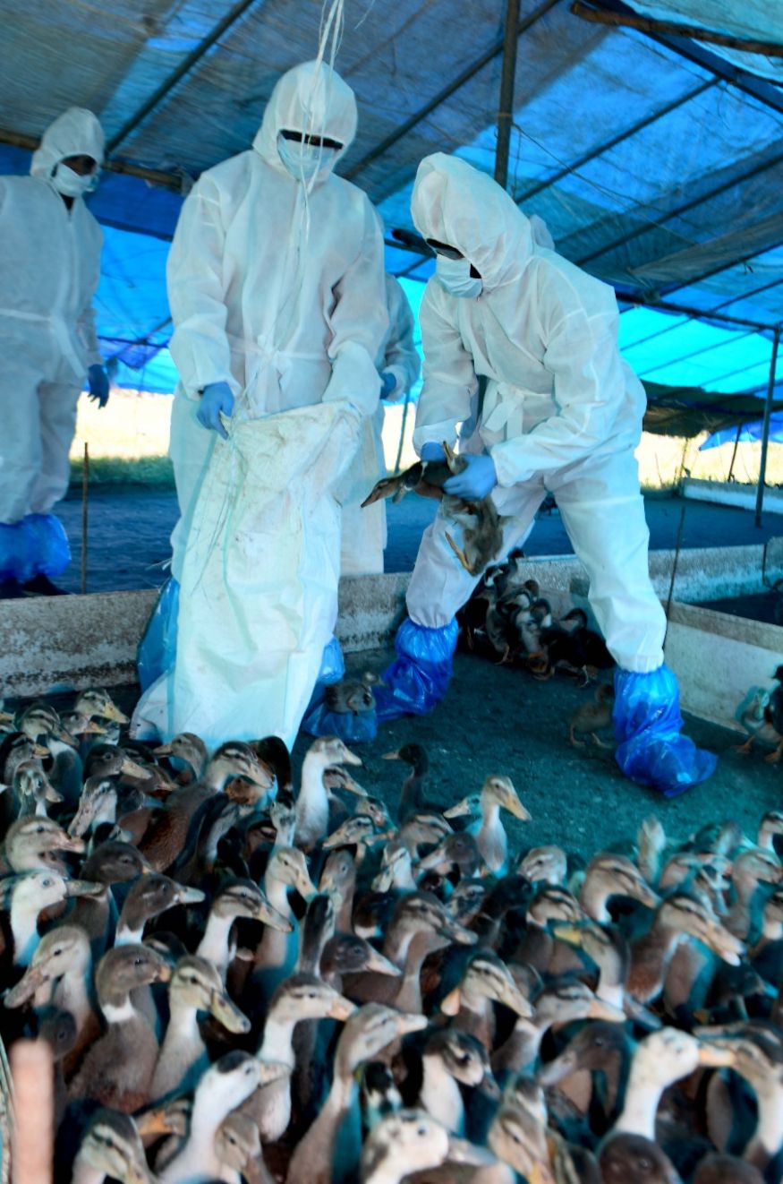 Avian Flu in Kerala Bird Culling Begins in Alappuzha; See Pics