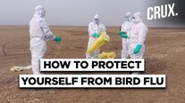 All You Need To Know About Bird Flu Cases Reported In Himachal, Kerala, Rajasthan, Haryana & MP All You Need To Know About Bird Flu Cases Reported In Himachal, Kerala, Rajasthan, Haryana & MP