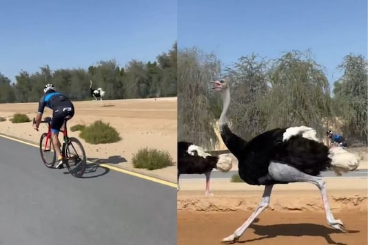 Watch: How Dubai's Crown Prince Races with Ostriches on a Cycle in This Viral Video Watch: How Dubai's Crown Prince Races with Ostriches on a Cycle in This Viral Video