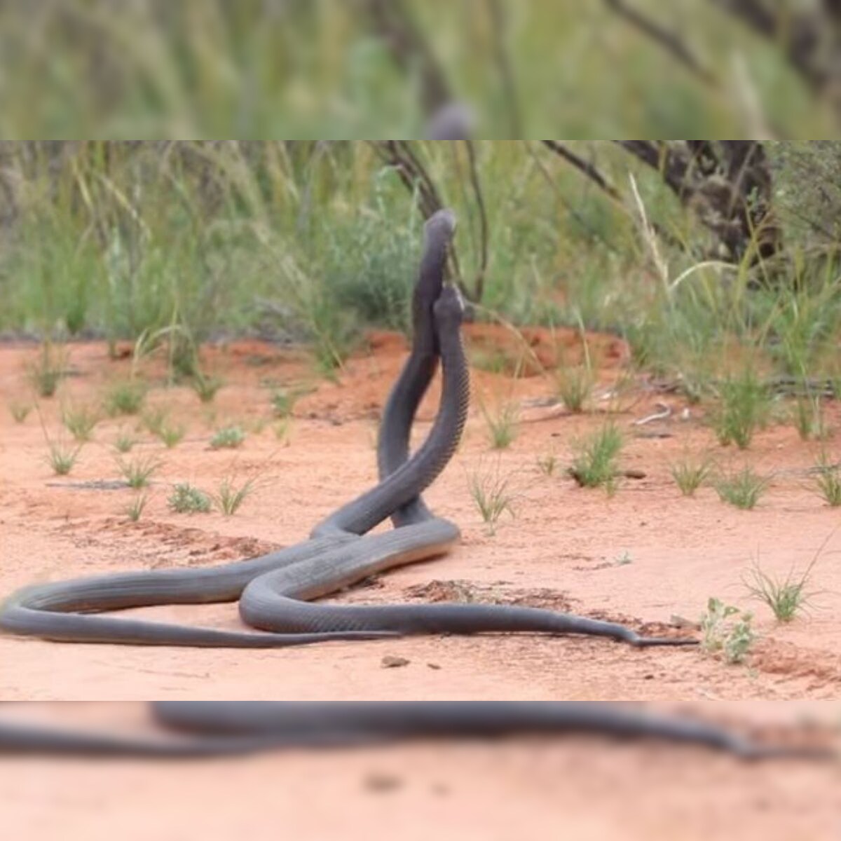 Watch Two Venomous Mulga Snakes Lock In Fierce Fight Over Mating With A Female