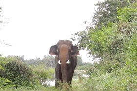 Elephant Forcefully Fed Alcohol by Owners in Jharkhand, Rescued by Forest Department Officials Elephant Forcefully Fed Alcohol by Owners in Jharkhand, Rescued by Forest Department Officials