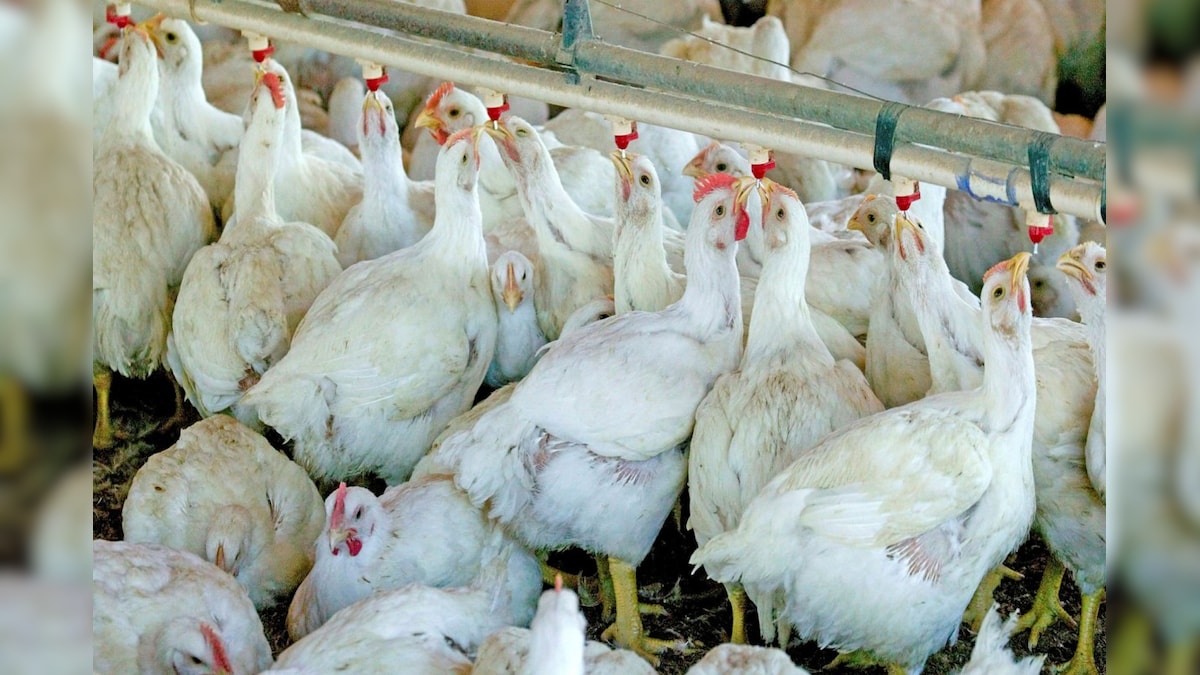 Can Chicken Curry Give You Bird Flu? No, Says Expert