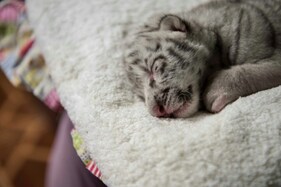 Rare White Tiger Born at Nicaragua Zoo Being Raised by Humans After its Mother Rejected it Rare White Tiger Born at Nicaragua Zoo Being Raised by Humans After its Mother Rejected it