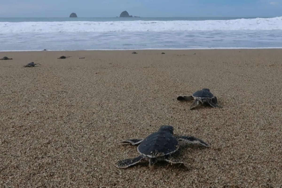 Adorable Indonesian Baby Sea Turtles Flip, Flop Their Way Down a Beach at Indian Ocean