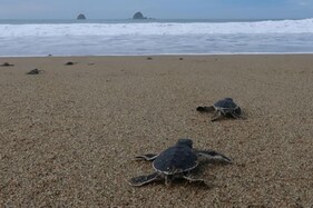 Adorable Indonesian Baby Sea Turtles Flip, Flop Their Way Down a Beach at Indian Ocean Adorable Indonesian Baby Sea Turtles Flip, Flop Their Way Down a Beach at Indian Ocean