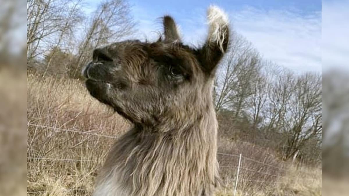 Wandering Llama Brought to Farm After it Was Spotted Wandering at Interstate Fields in Massachusetts