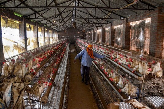 A worker feeds chickens at a poultry farm at Chabba village, near Amritsar on Thursday. (PTI)