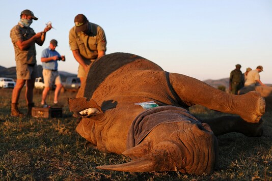 FILE PHOTO: A veterinarian attends to a tranquillised rhino before it is dehorned in an effort to deter poaching in  at the Pilanesberg Game Reserve in North West Province, South Africa, 
REUTERS/Siphiwe Sibeko/File Photo