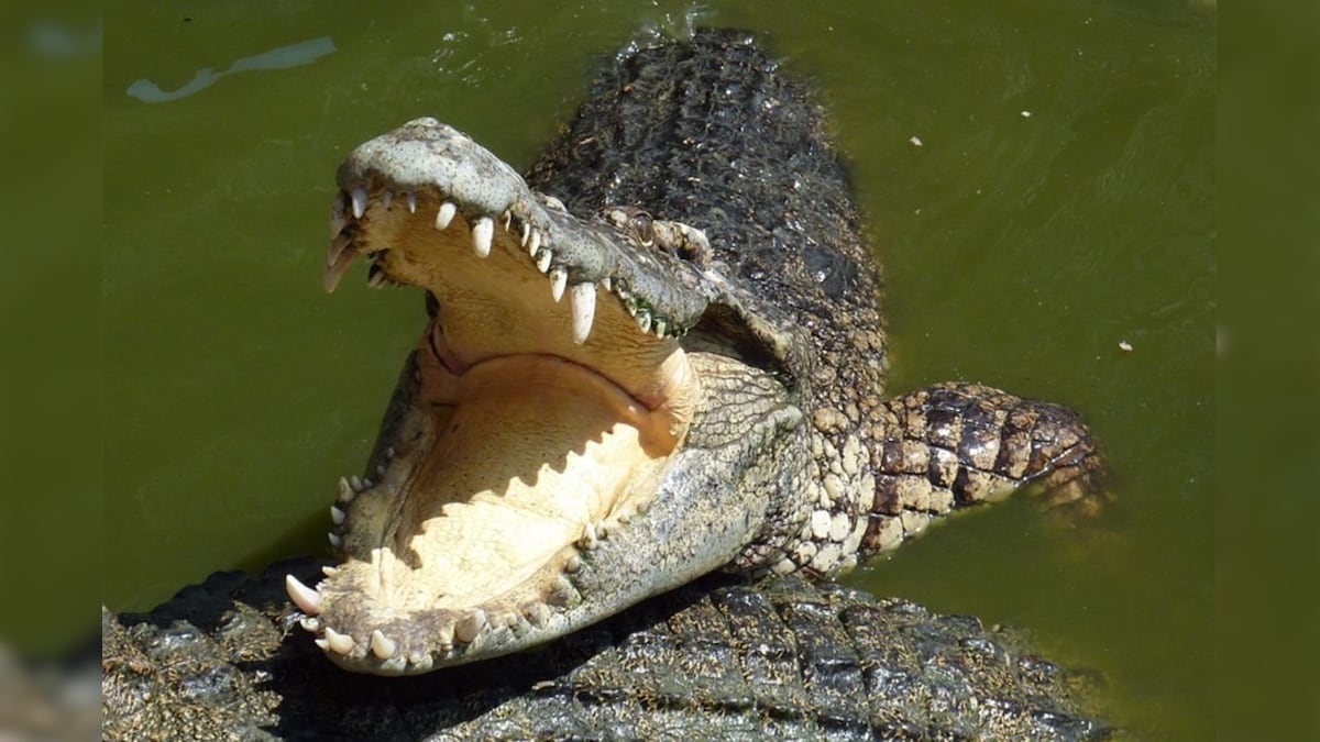 This is How Crocodiles Survived the Asteroid That Wiped Out Dinosaurs Millions of Years Ago