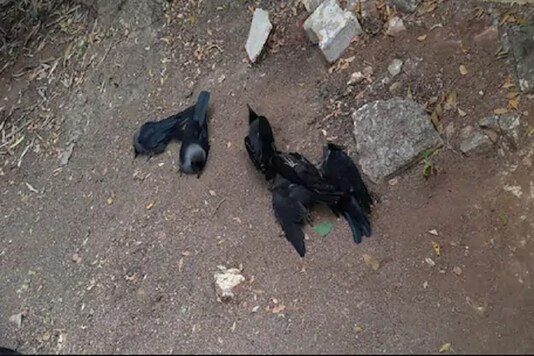 Recently, a video of the A-2 Central park went viral, where the crows can be seen falling to death. 