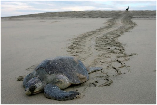 Female Olive Ridley turtles travel thousands of nautical miles to land in India's Coromandal Coast where they were born to hath thousands of eggs. | Image for representation | Credit: Reuters Female Olive Ridley turtles travel thousands of nautical miles to land in India's Coromandal Coast where they were born to hath thousands of eggs. | Image for representation | Credit: Reuters