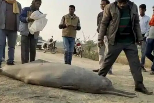 Villagers killed the 5-feet-long dolphin with a sharp weapon. (Image: News18 Hindi)