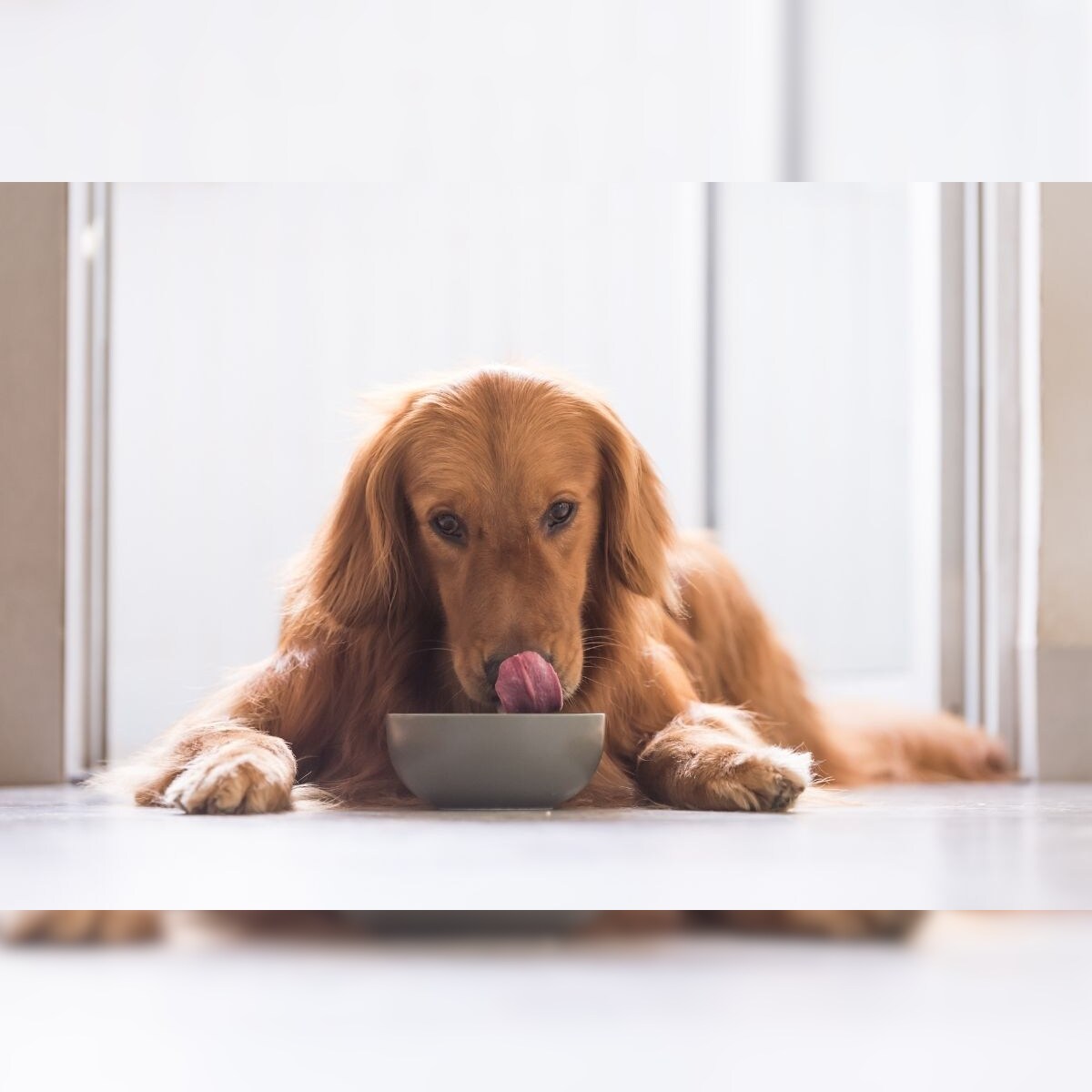 How Did Dogs Become Man's Best Friends? It Started When Ice Age Humans Shared Food with Wolves How Did Dogs Become Man's Best Friends? It Started When Ice Age Humans Shared Food with Wolves