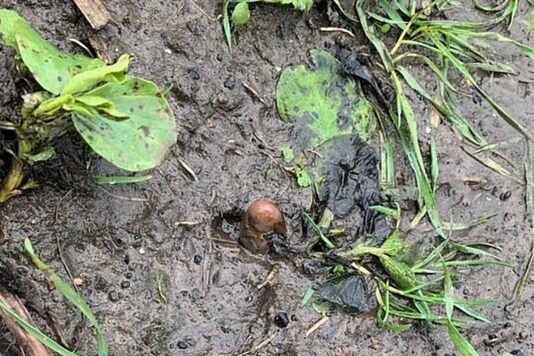 Image of potato that the woman mistook to be a human toe