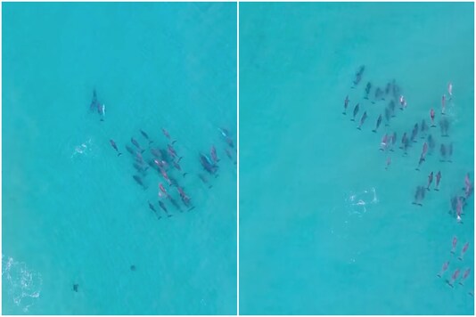 Dancing dolphins | Image credit: Facebook 