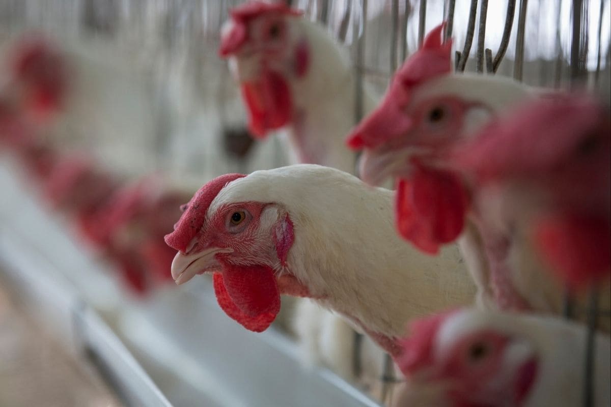 Can Bird Flu Transmit to Humans? All You Need to Know About its Spread in India